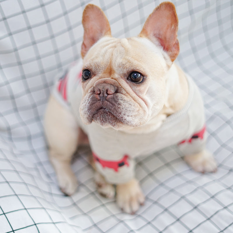 French Bulldog and Pug Pet T-Shirt, UK Style